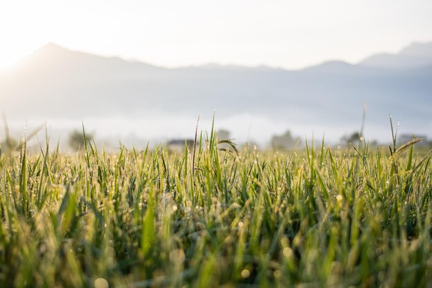 Close-up of crops growing on field against sky