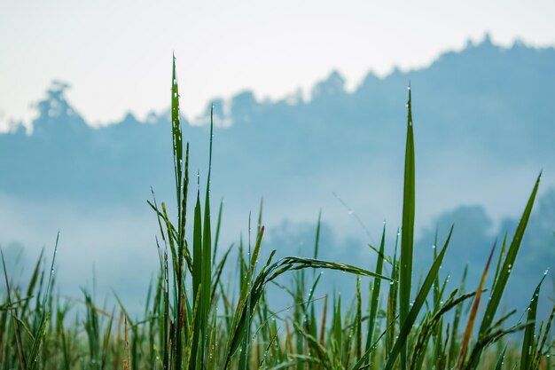 Close-up of crops growing on field against sky