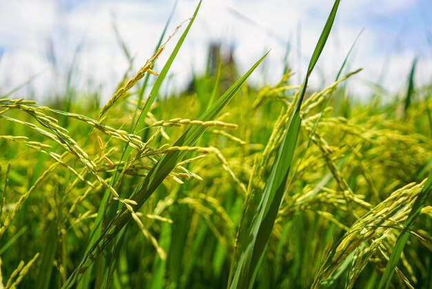 Close-up of crops growing on field against sky