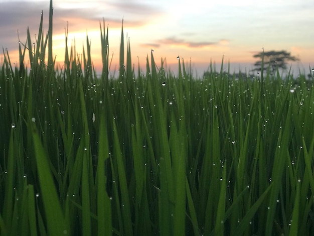 Close-up of crops growing on field against sky