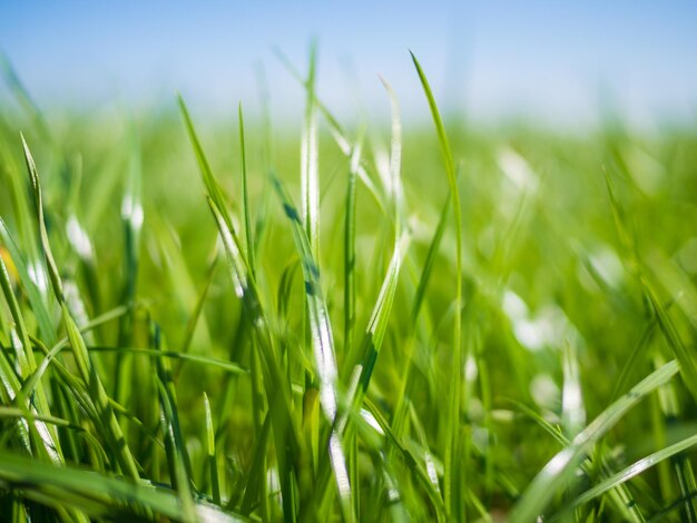 Close-up of crops growing on field against sky