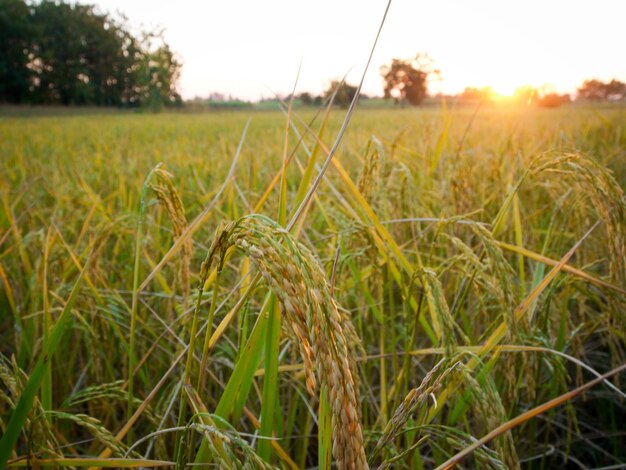 Close-up of crops growing on field against sky