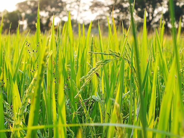 Close-up of crops growing on field in farm