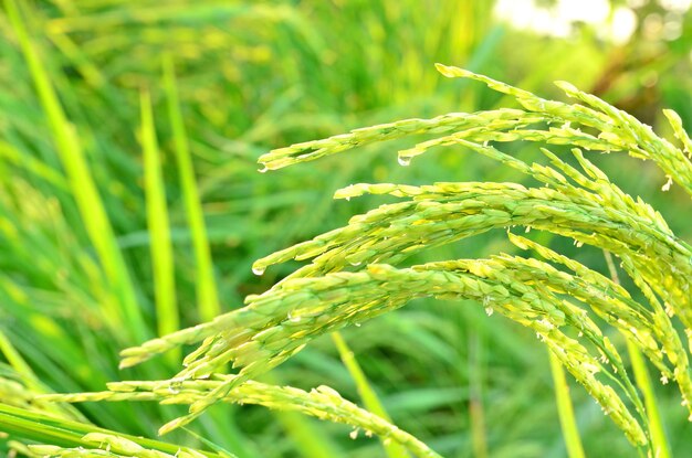 Close-up of crops growing on field