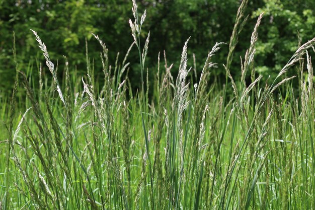 Foto prossimo piano delle colture che crescono sul campo