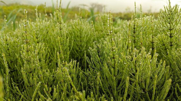 Foto prossimo piano delle colture che crescono sul campo