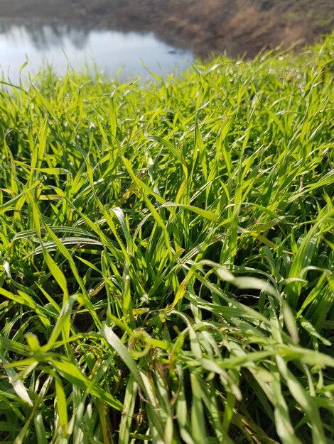 Close-up of crops growing on field