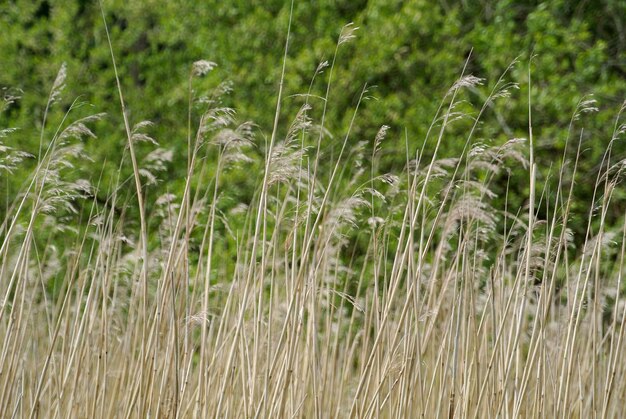 Close-up of crops growing on field