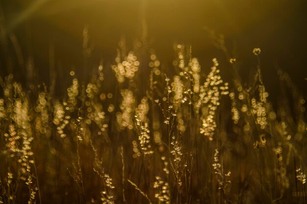 Photo close-up of crops growing on field