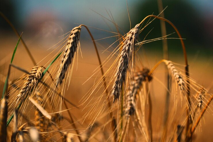 Photo close-up of crops growing on field