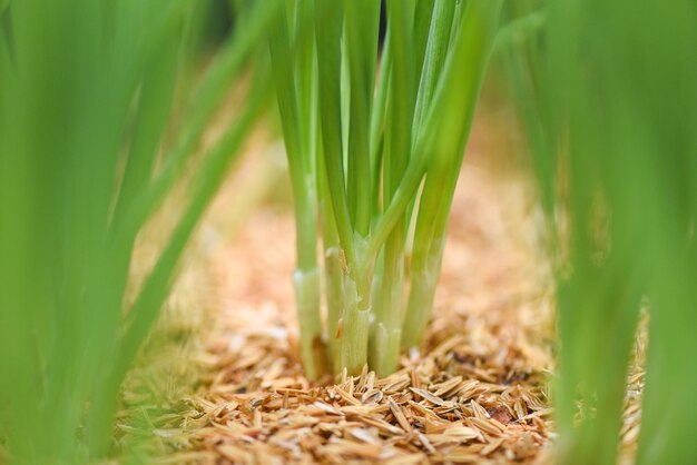 Close-up of crops growing on field