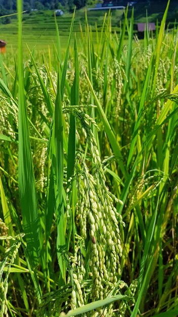 Close-up of crops growing on field