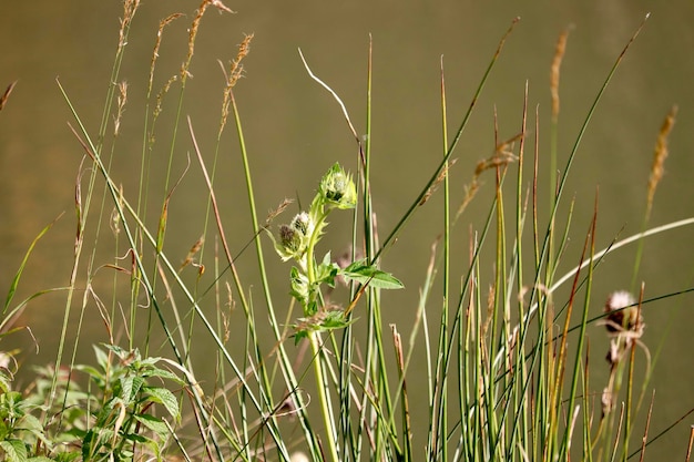 Foto prossimo piano delle colture che crescono sul campo