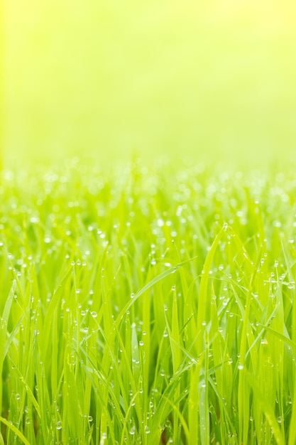 Close-up of crops growing on field