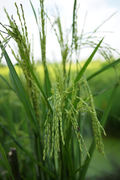 Photo close-up of crops growing on field