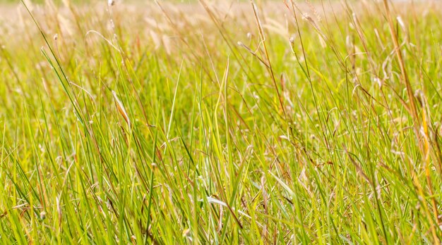 Close-up of crops growing on field