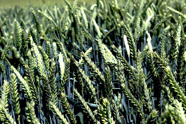 Close-up of crops growing on field