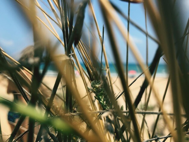 Close-up of crops growing on field