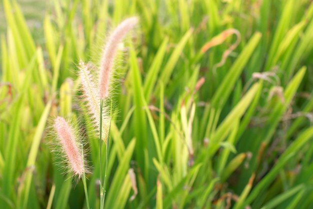 Photo close-up of crops growing on field