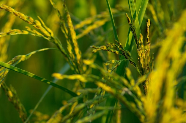 Foto prossimo piano delle colture che crescono sul campo