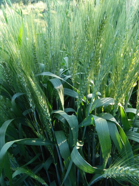 Close-up of crops growing on field