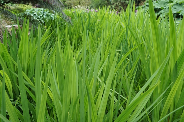 Photo close-up of crops growing on field