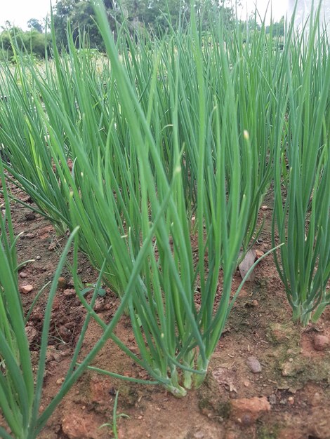 Close-up of crops growing on field