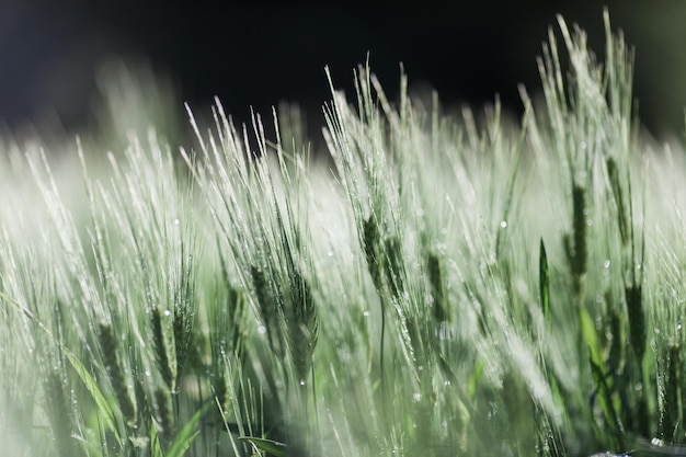 Photo close-up of crops growing on field