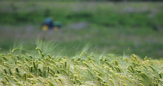 Photo close-up of crops growing on field