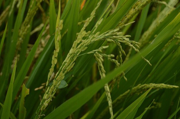 Photo close-up of crops growing on field