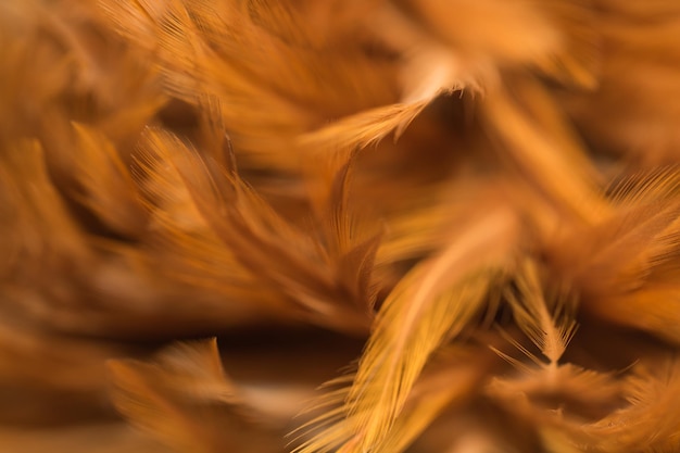 Close-up of crops