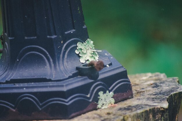 Photo close-up of cross on plant at cemetery