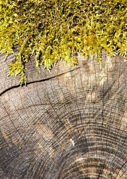 Close up cross section of a tree trunk with green moss