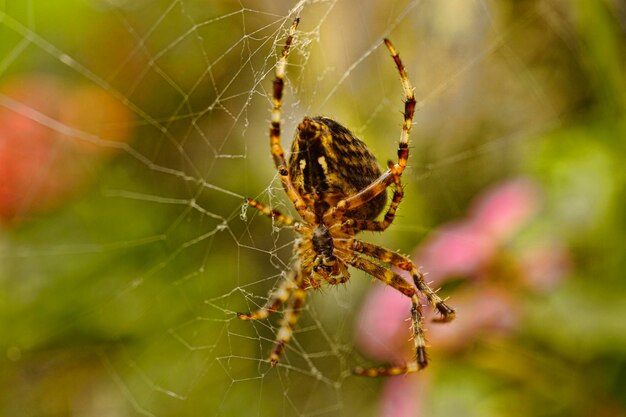 Foto close-up di un ragno incrociato nella rete