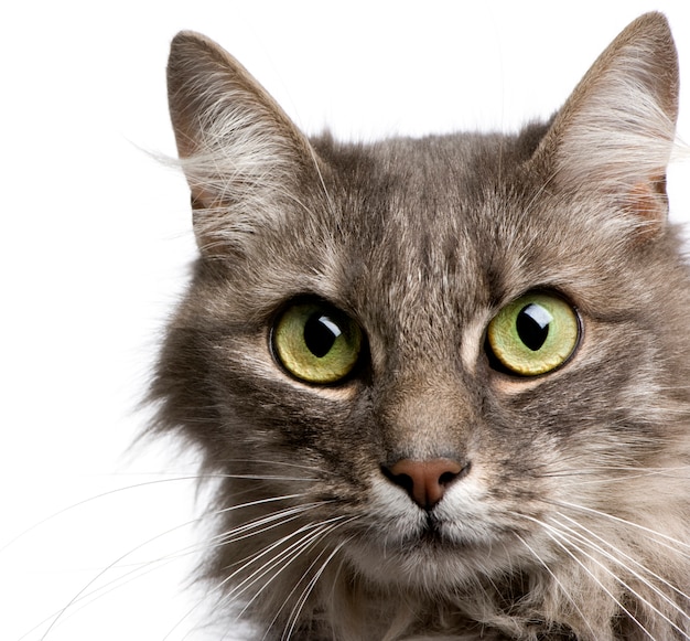 Close-up on a Crossbreed angora cat and european cat with 9 years.