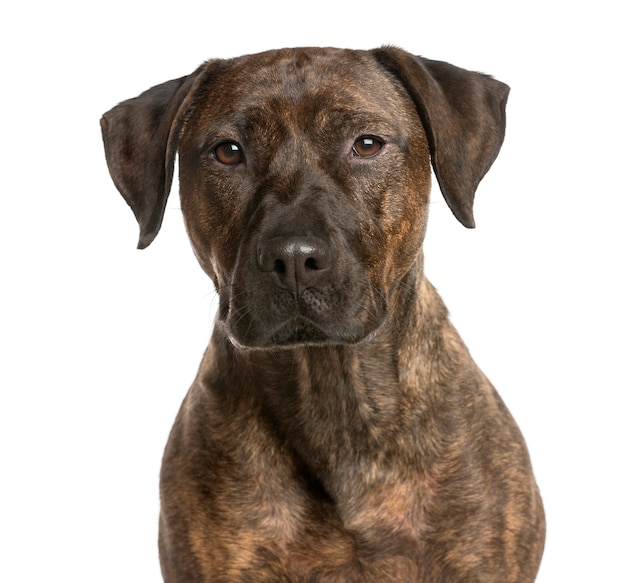 Close-up of a Crossbreed dog in front of a white wall