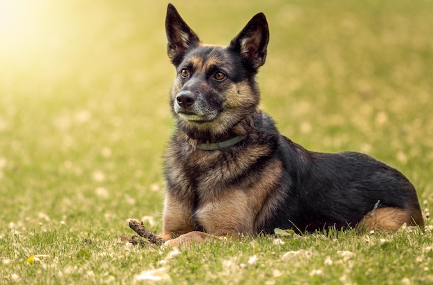 Close up crossbreed German shepherd sitting in a natural park at sunrise