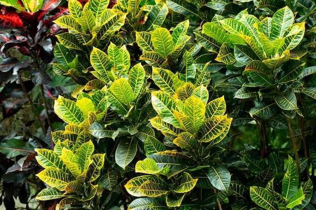 Close up of Croton or variegated Laurel yellow and green color of leaves plant in garden exterior design