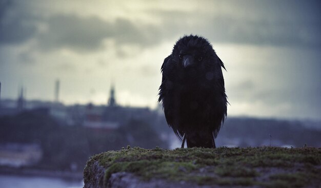 Photo close-up of crow perching on retaining wall against cloudy sky