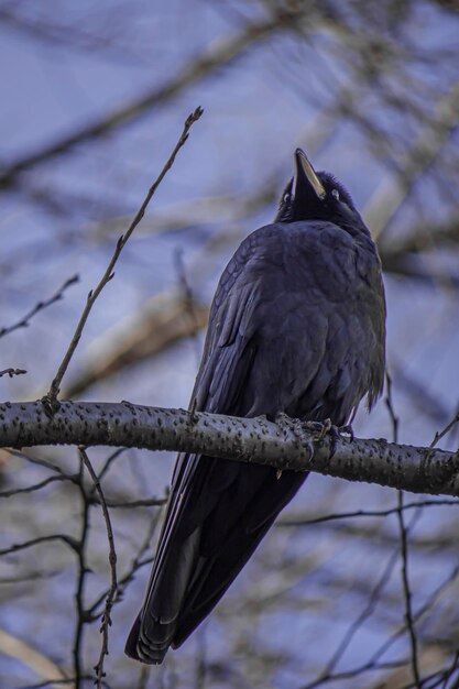 Close-up a crow