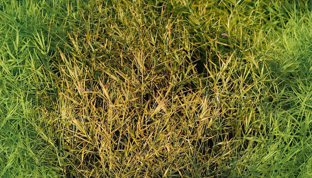 Photo a close up of a crown grass field