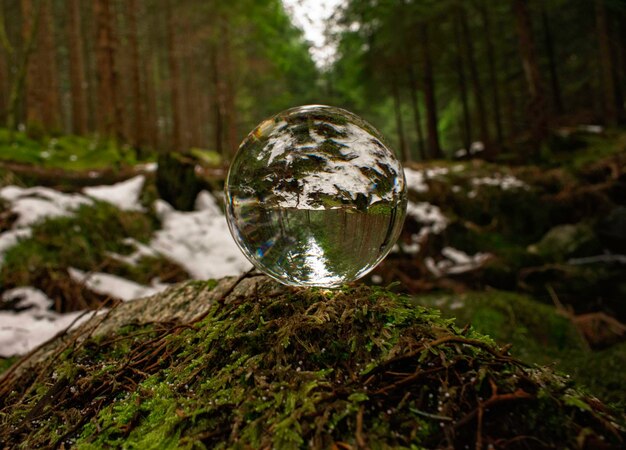 Close-up of crystal ball in forest