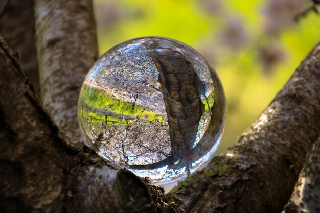 Photo close-up of crystal ball on tree trunk