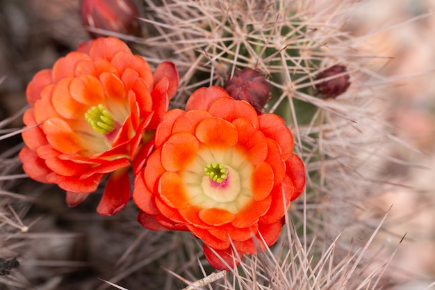 オレンジ色の花が咲くカクタスのクローズアップ。