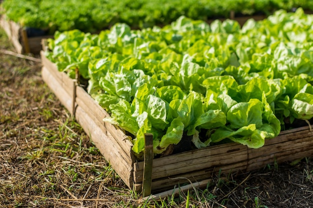 close-up of cultivated green salad