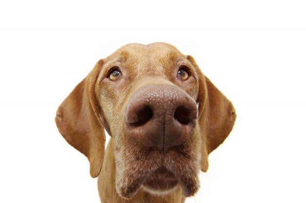 Close-up curious pointer dog eyes Isolated on white