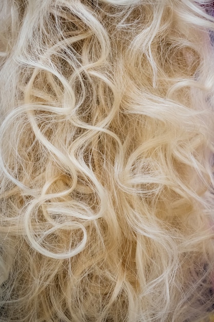 Close-up of curly blond hair