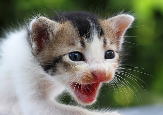 Close up of a cute baby cat