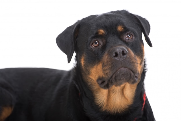 close-up cute beautiful rottweiler