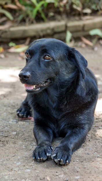 Close up of a cute black dog.